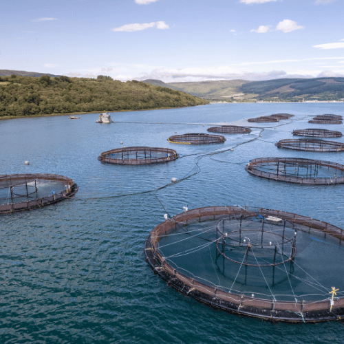 Aquaculture (1)