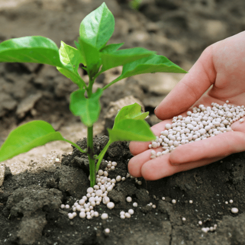 Mixed feed additive Bacillus subtilis (special for aquaculture) 1KG (1)